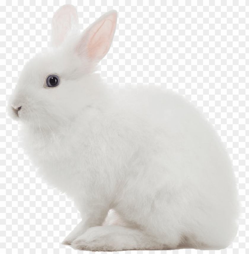 Detail Transparent Rabbit Nomer 11