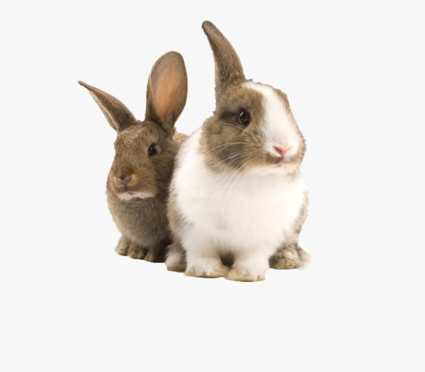 Detail Transparent Rabbit Nomer 16