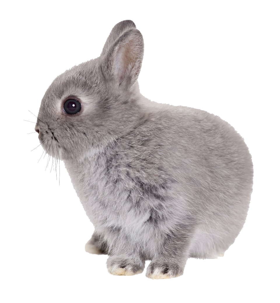 Detail Transparent Rabbit Nomer 19