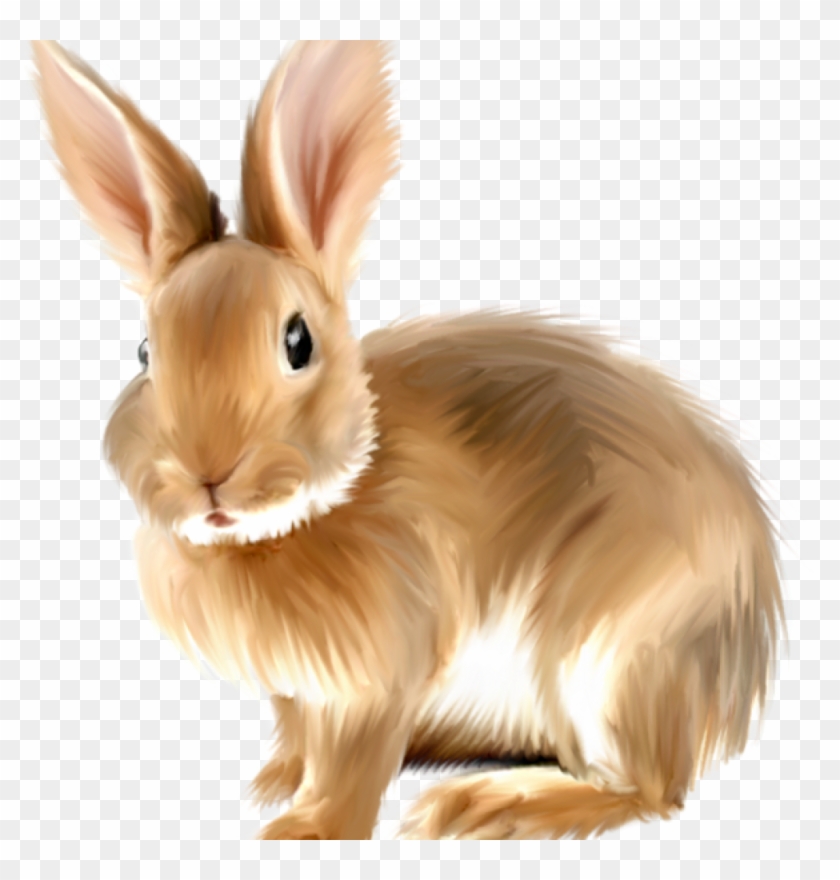 Detail Transparent Rabbit Nomer 24
