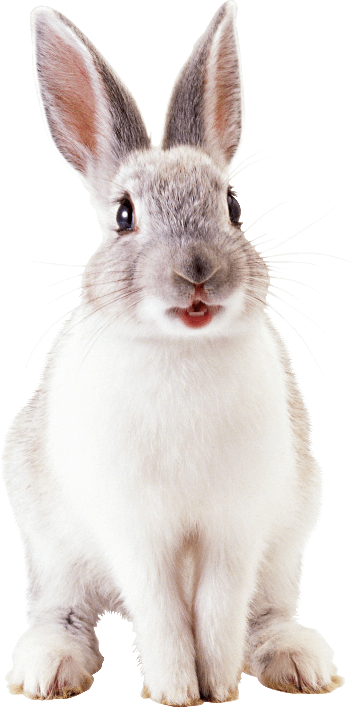 Detail Transparent Rabbit Nomer 40