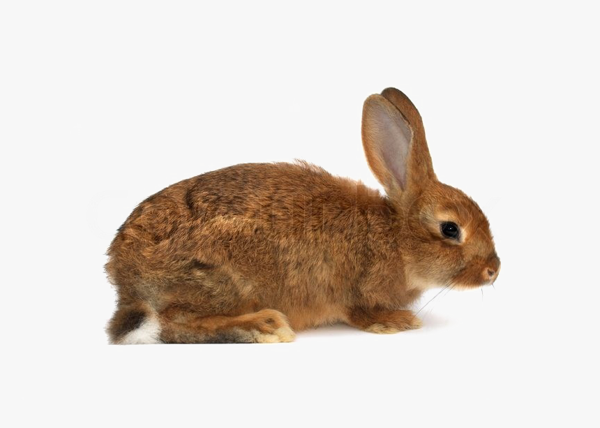 Detail Transparent Rabbit Nomer 43
