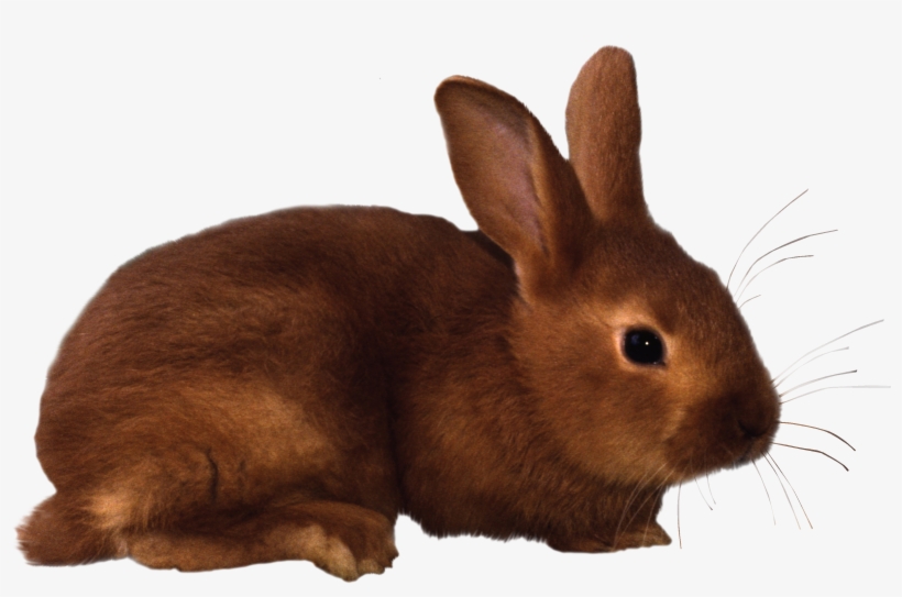 Detail Transparent Rabbit Nomer 44