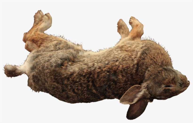 Detail Transparent Rabbit Nomer 47