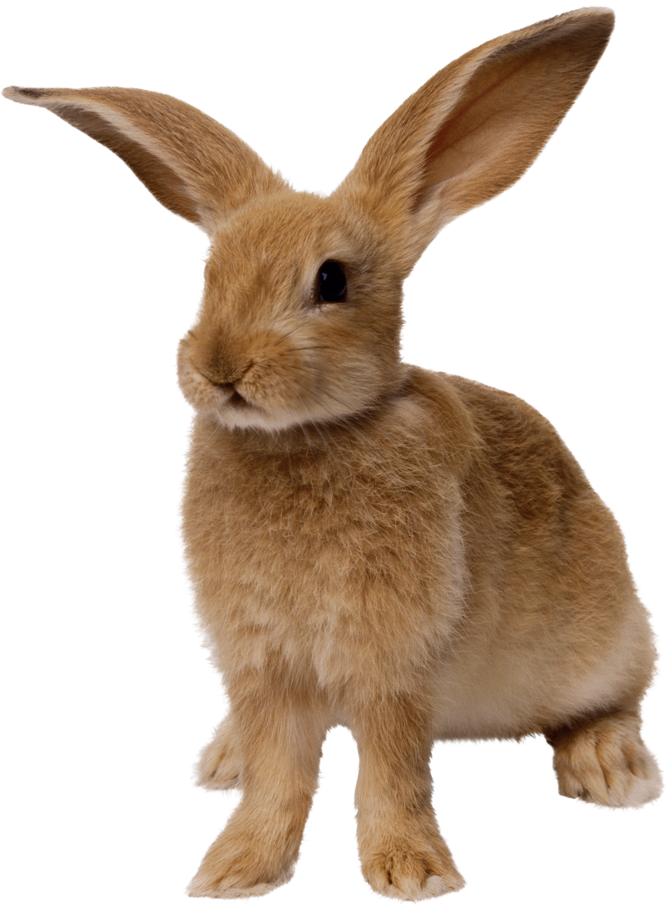 Detail Transparent Rabbit Nomer 49