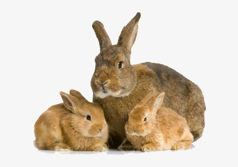 Detail Transparent Rabbit Nomer 50