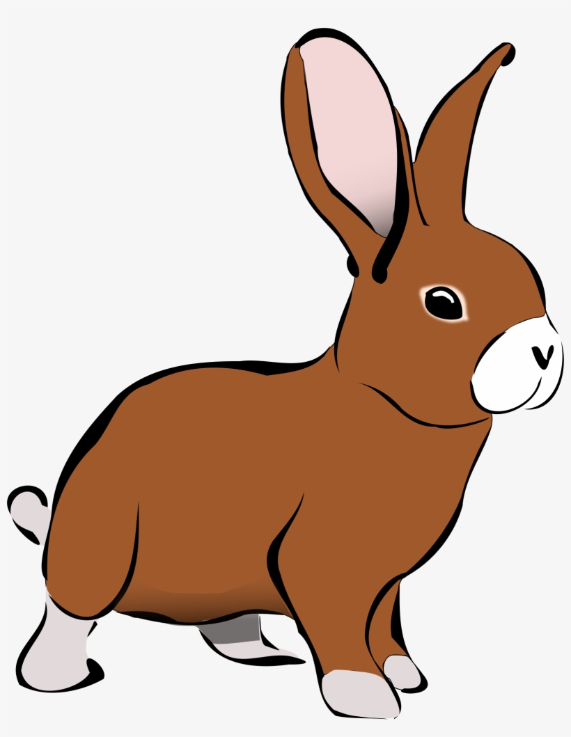 Detail Transparent Rabbit Nomer 51