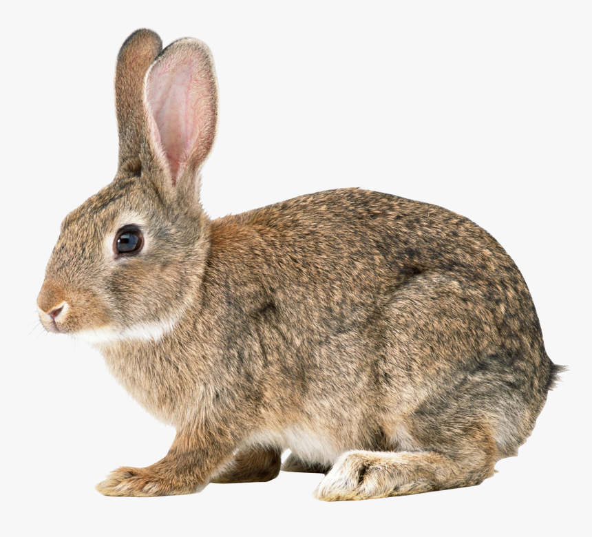 Detail Transparent Rabbit Nomer 7