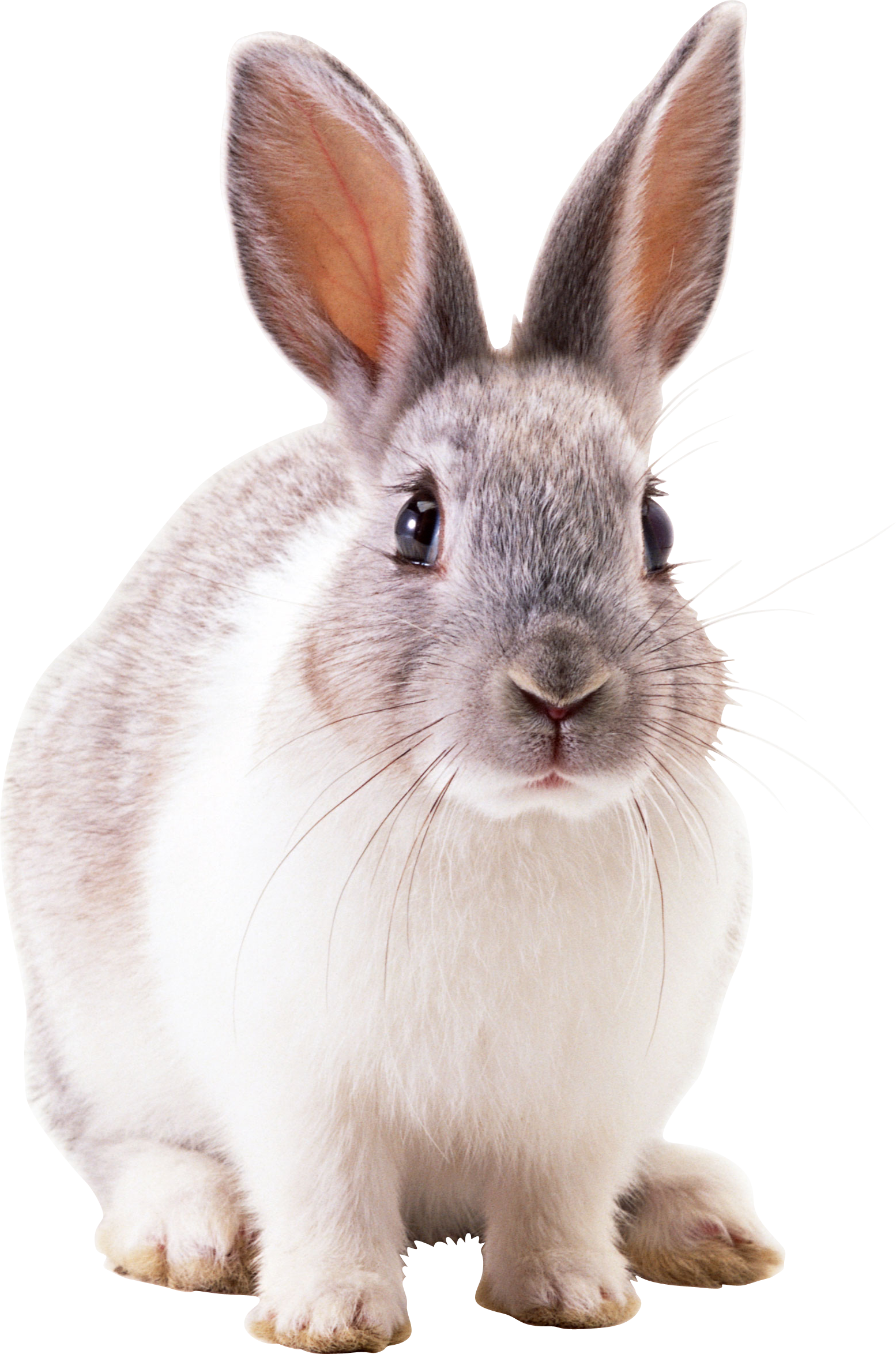 Detail Transparent Rabbit Nomer 9