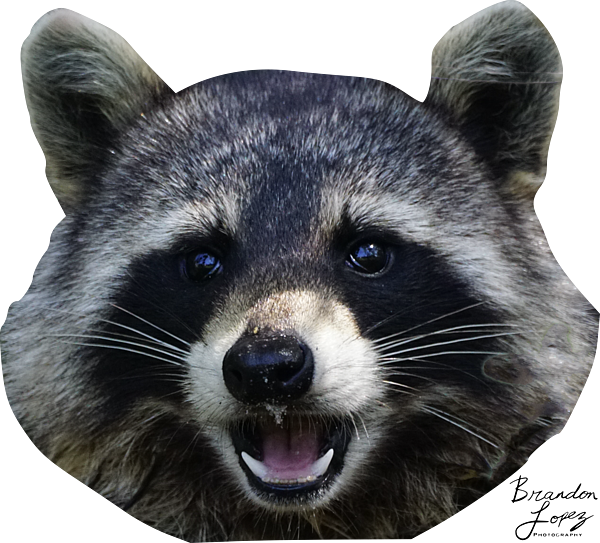 Detail Transparent Raccoon Nomer 47
