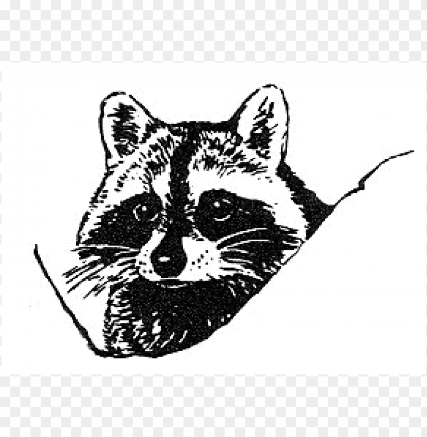 Detail Transparent Raccoon Nomer 49
