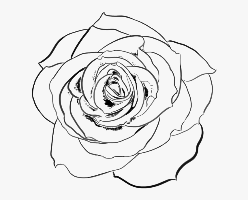 Detail Transparent Rose Images Nomer 32