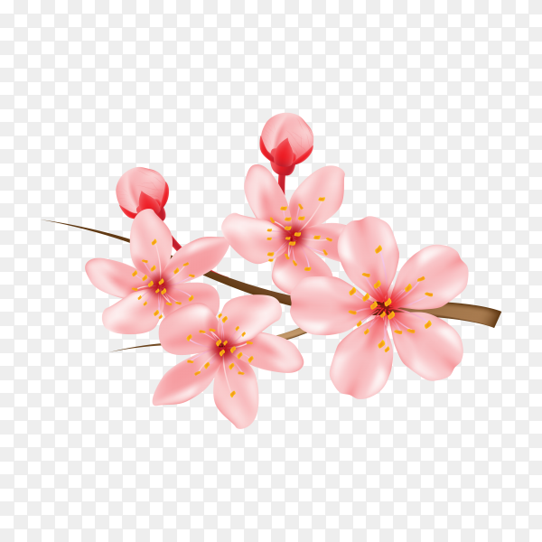 Detail Transparent Sakura Nomer 15