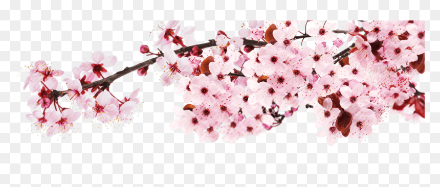 Detail Transparent Sakura Nomer 17
