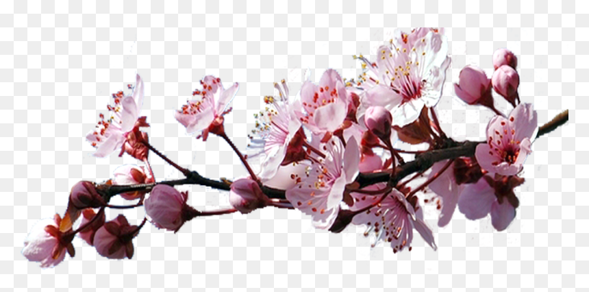 Detail Transparent Sakura Nomer 52