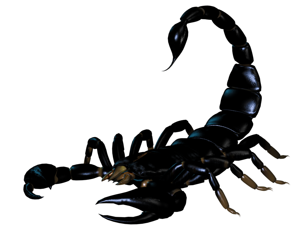 Transparent Scorpion - KibrisPDR