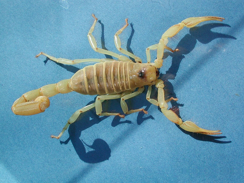 Detail Transparent Scorpion Nomer 2