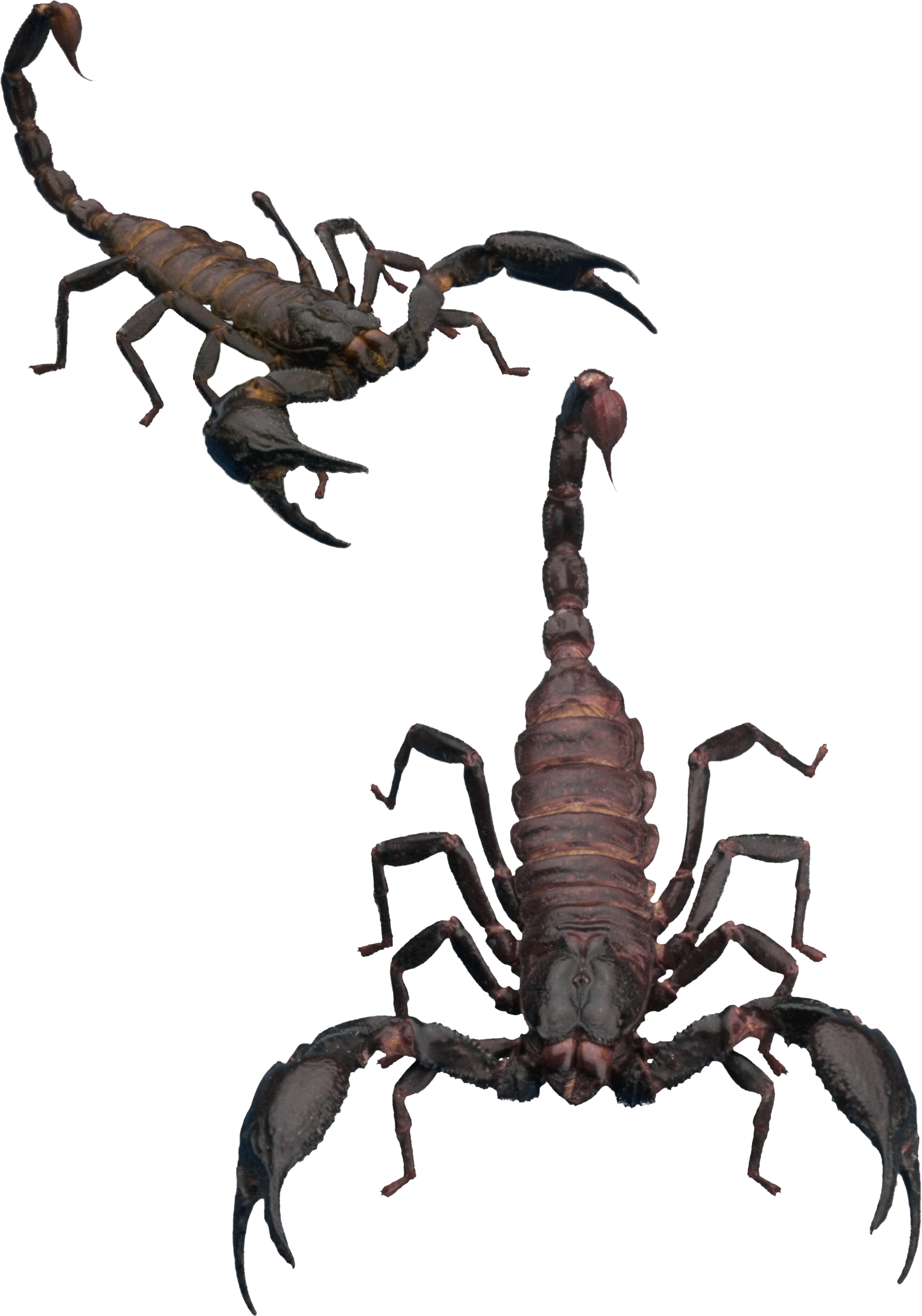 Detail Transparent Scorpion Nomer 12