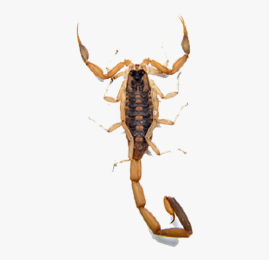 Detail Transparent Scorpion Nomer 13