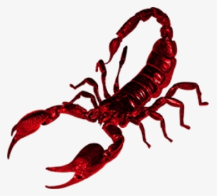 Detail Transparent Scorpion Nomer 17