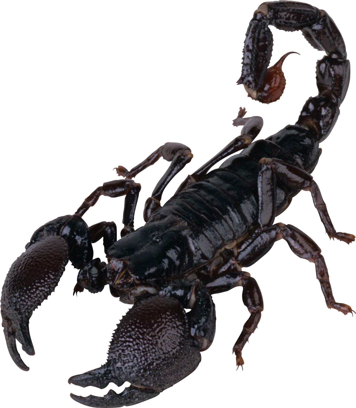 Detail Transparent Scorpion Nomer 3
