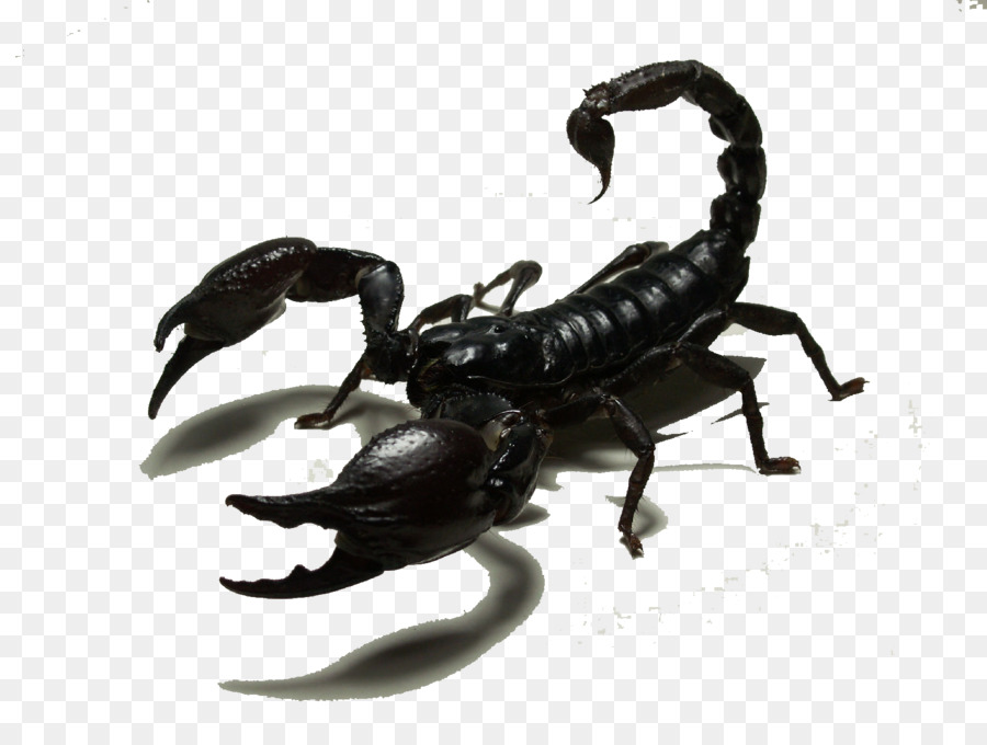 Detail Transparent Scorpion Nomer 19
