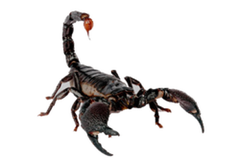 Detail Transparent Scorpion Nomer 22