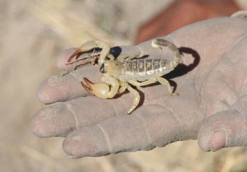 Detail Transparent Scorpion Nomer 25