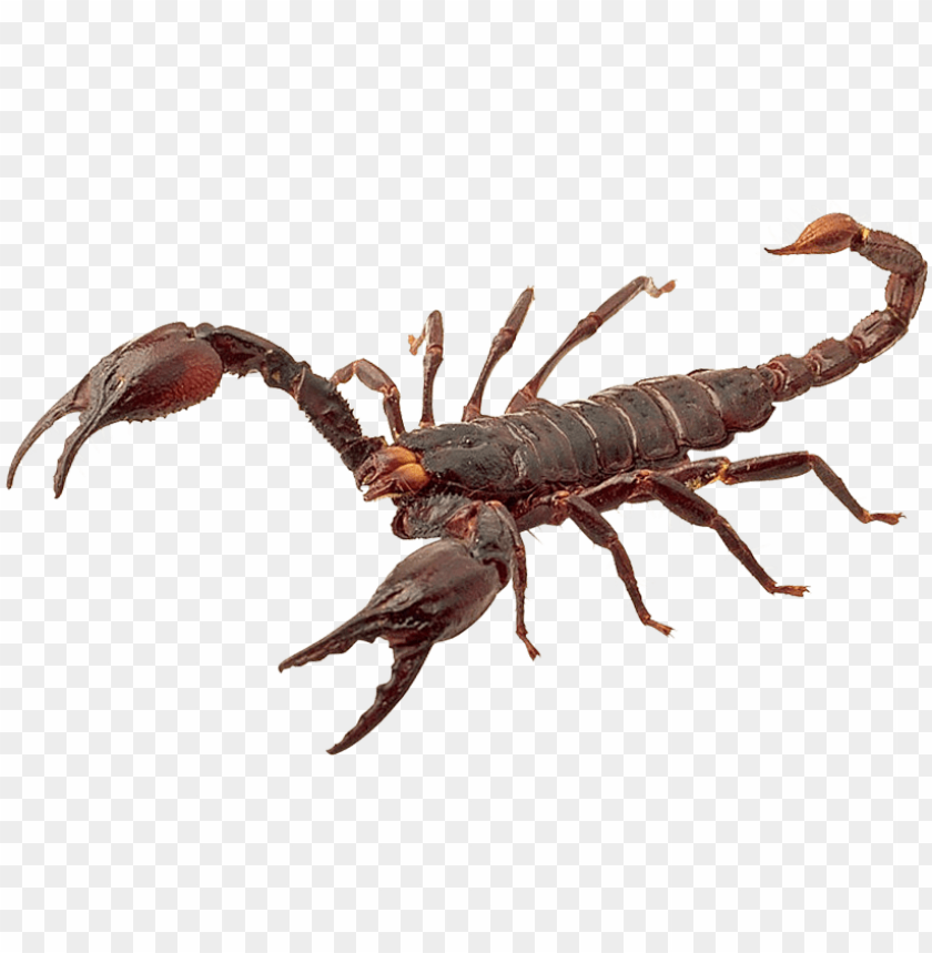 Detail Transparent Scorpion Nomer 4