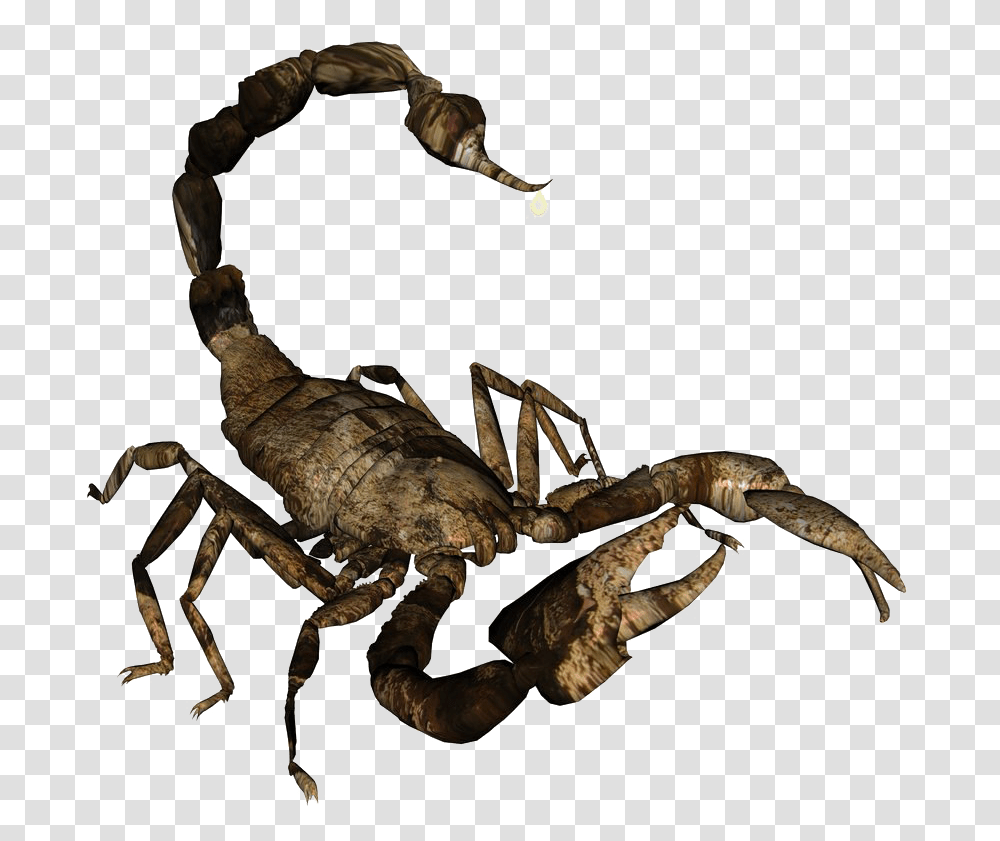 Detail Transparent Scorpion Nomer 29