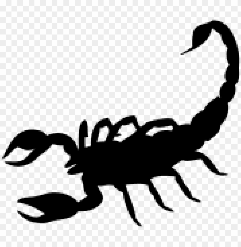 Detail Transparent Scorpion Nomer 32