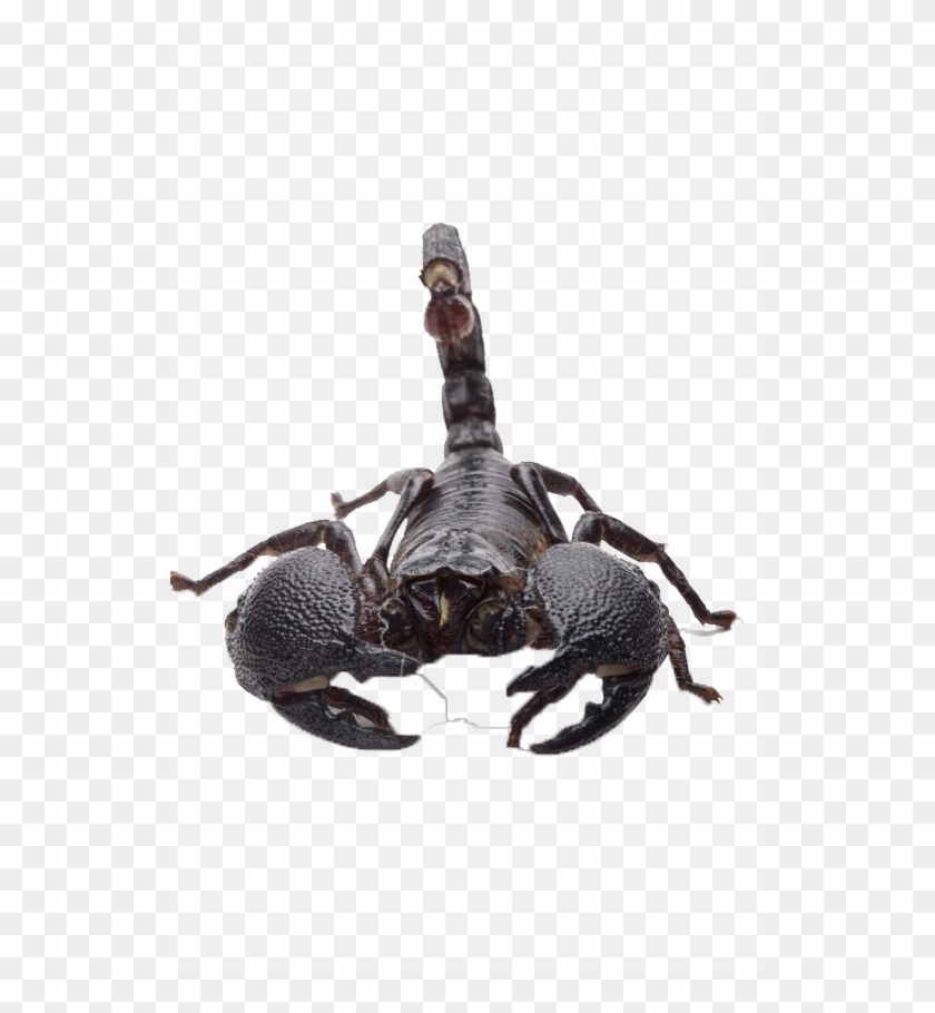 Detail Transparent Scorpion Nomer 33