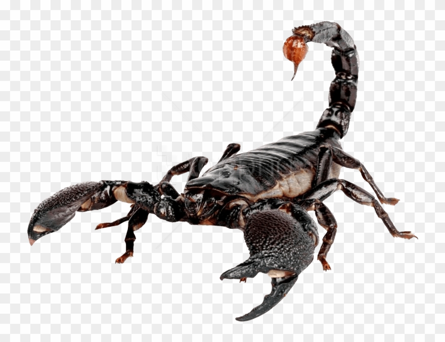 Detail Transparent Scorpion Nomer 5