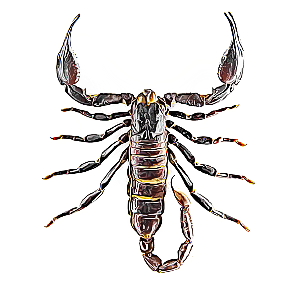 Detail Transparent Scorpion Nomer 34