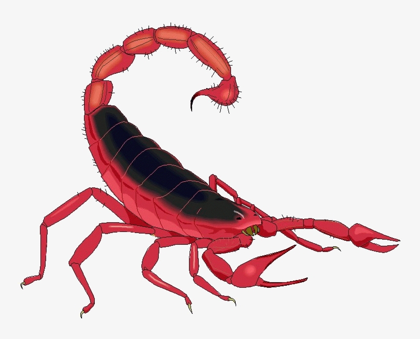Detail Transparent Scorpion Nomer 35