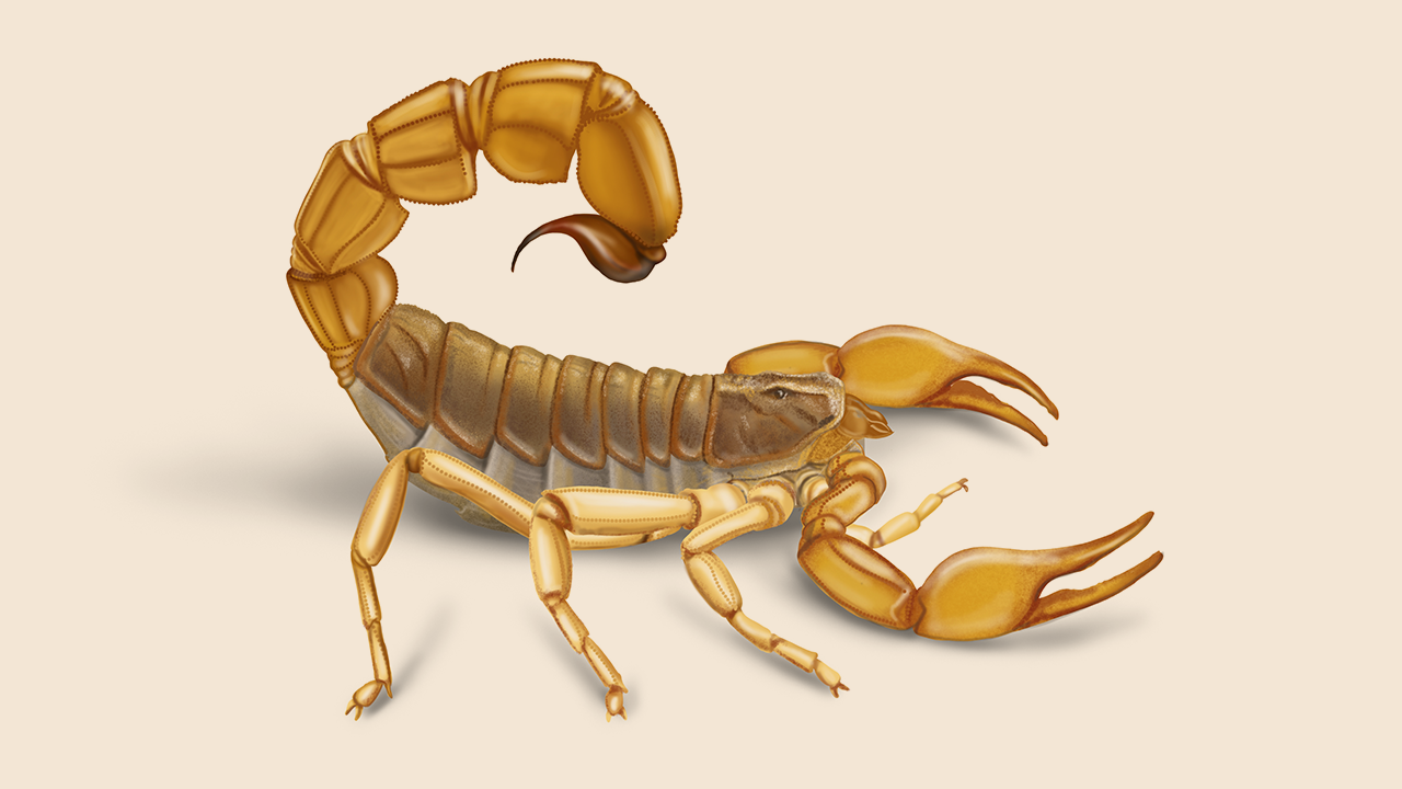 Detail Transparent Scorpion Nomer 37