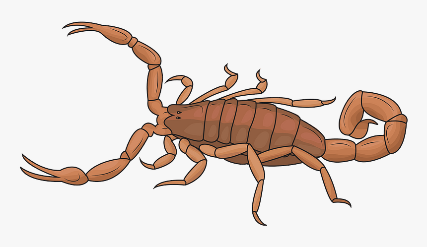 Detail Transparent Scorpion Nomer 38