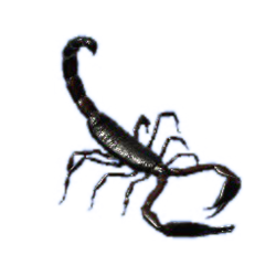 Detail Transparent Scorpion Nomer 41