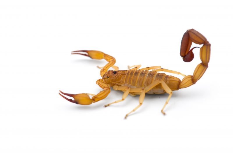 Detail Transparent Scorpion Nomer 44