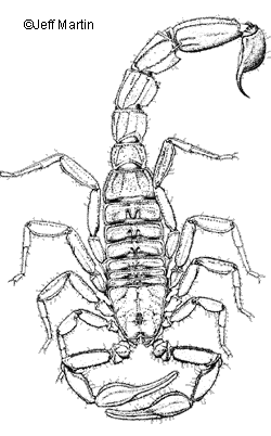 Detail Transparent Scorpion Nomer 47