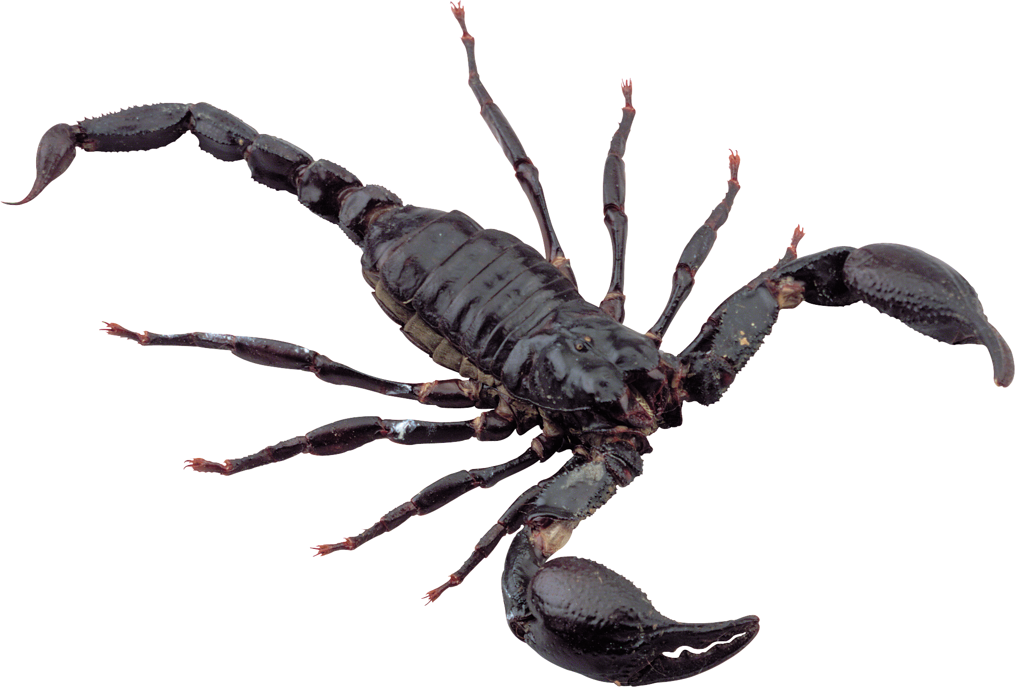 Detail Transparent Scorpion Nomer 7