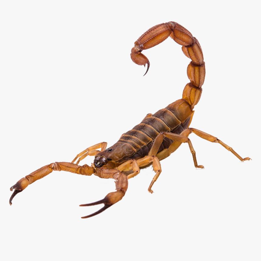 Detail Transparent Scorpion Nomer 8