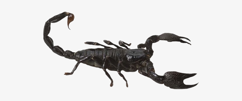 Detail Transparent Scorpion Nomer 9