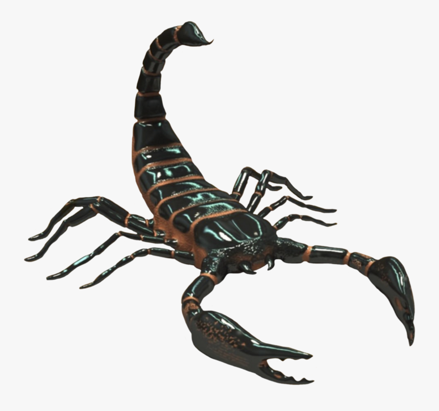 Detail Transparent Scorpion Nomer 10
