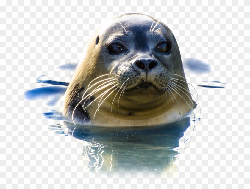 Transparent Seals - KibrisPDR