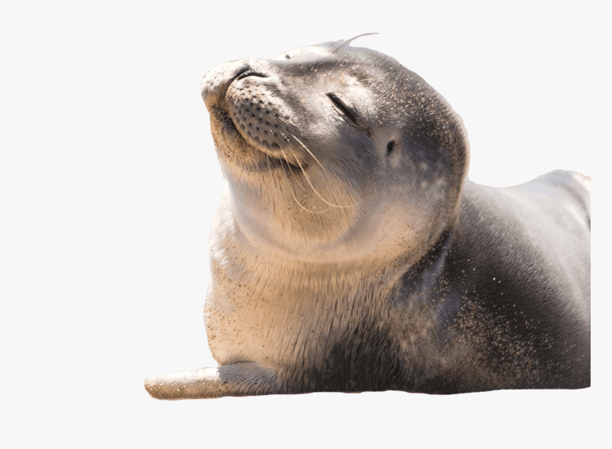 Detail Transparent Seals Nomer 3