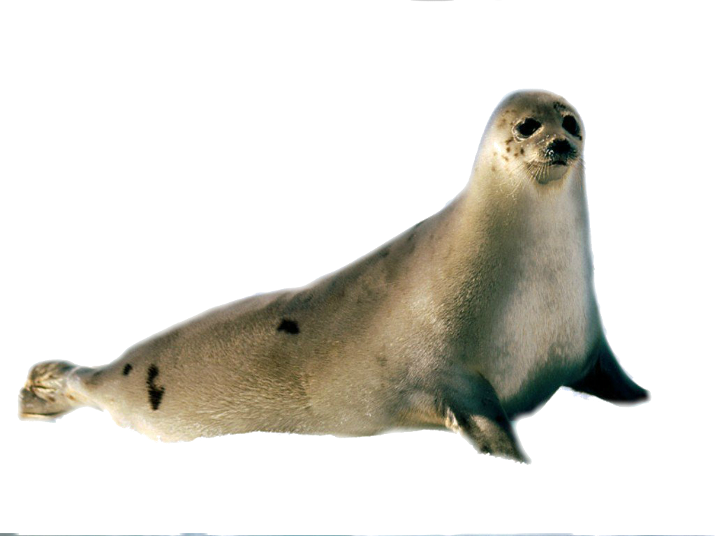 Detail Transparent Seals Nomer 7