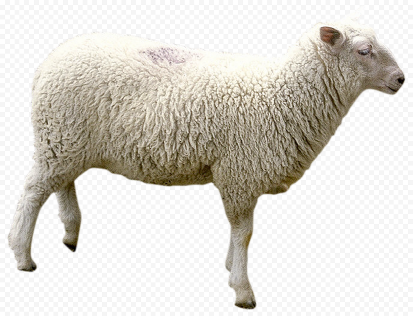 Detail Transparent Sheep Nomer 2