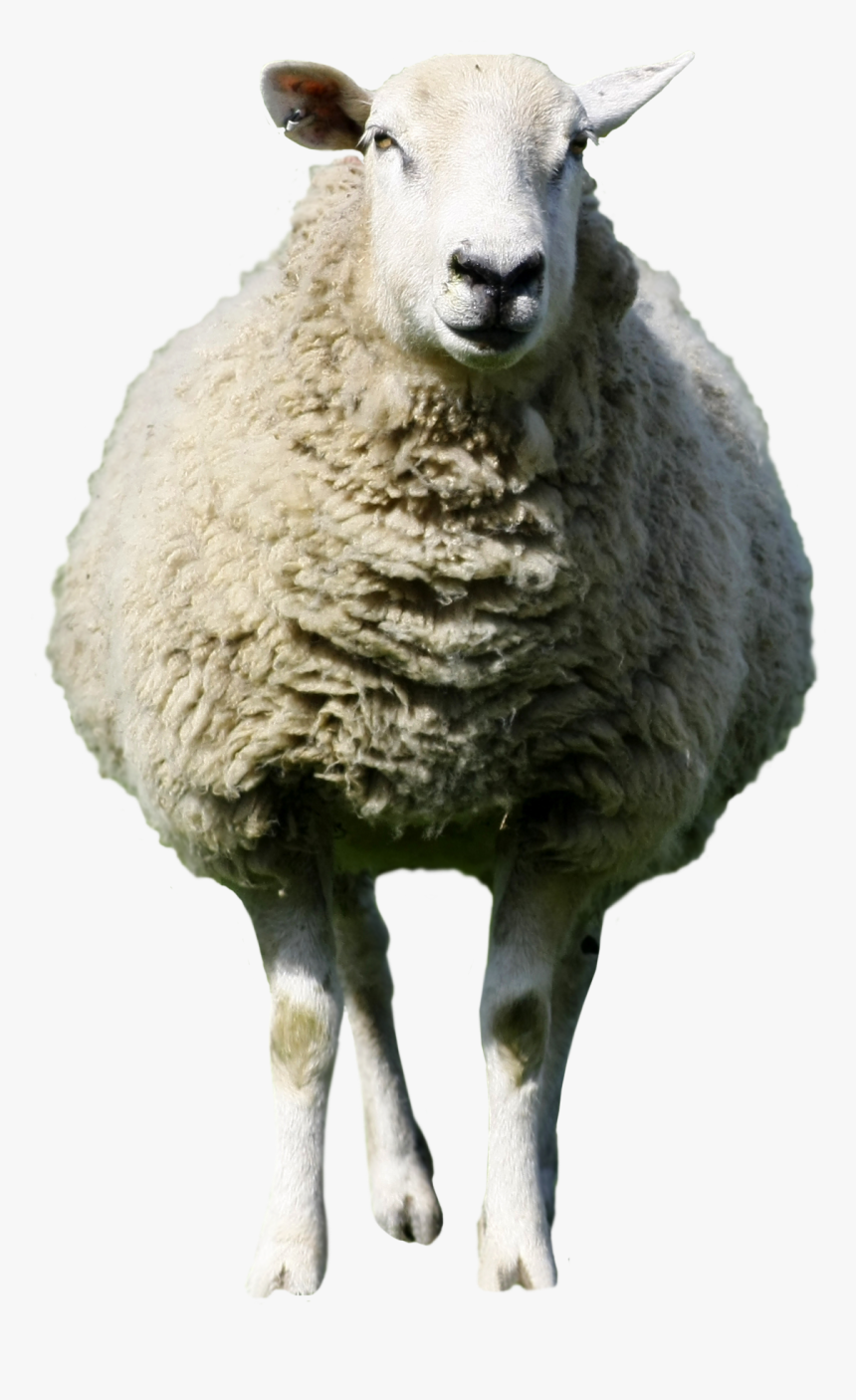 Detail Transparent Sheep Nomer 12