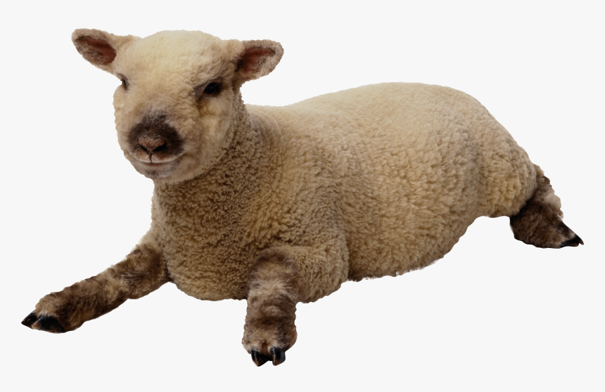 Detail Transparent Sheep Nomer 18